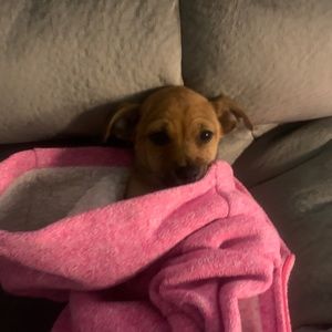 Meet your Posher, Victor